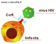 meccanismo di ingresso del virus 