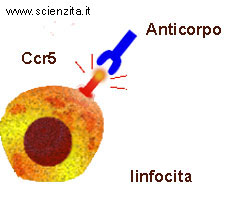 azione dell'anticorpo 
