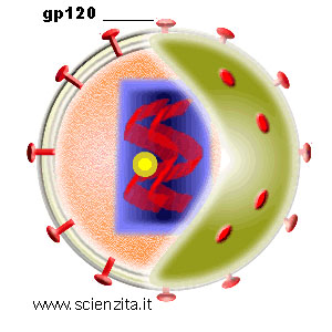 struttura del virus dell'aids