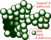 la classica organizzazione a grappolo dello stafilococcus aureus