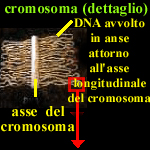 le anse dei cromosomi