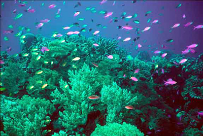un'immagine di barriera corallina