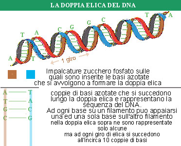 la doppia elica