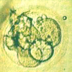 clone a 4 cellule