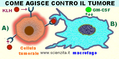 azione sinergica delle due proteine