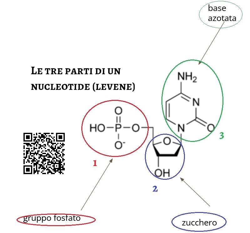 il nucleotide, gruppo fosfato zucchero e base