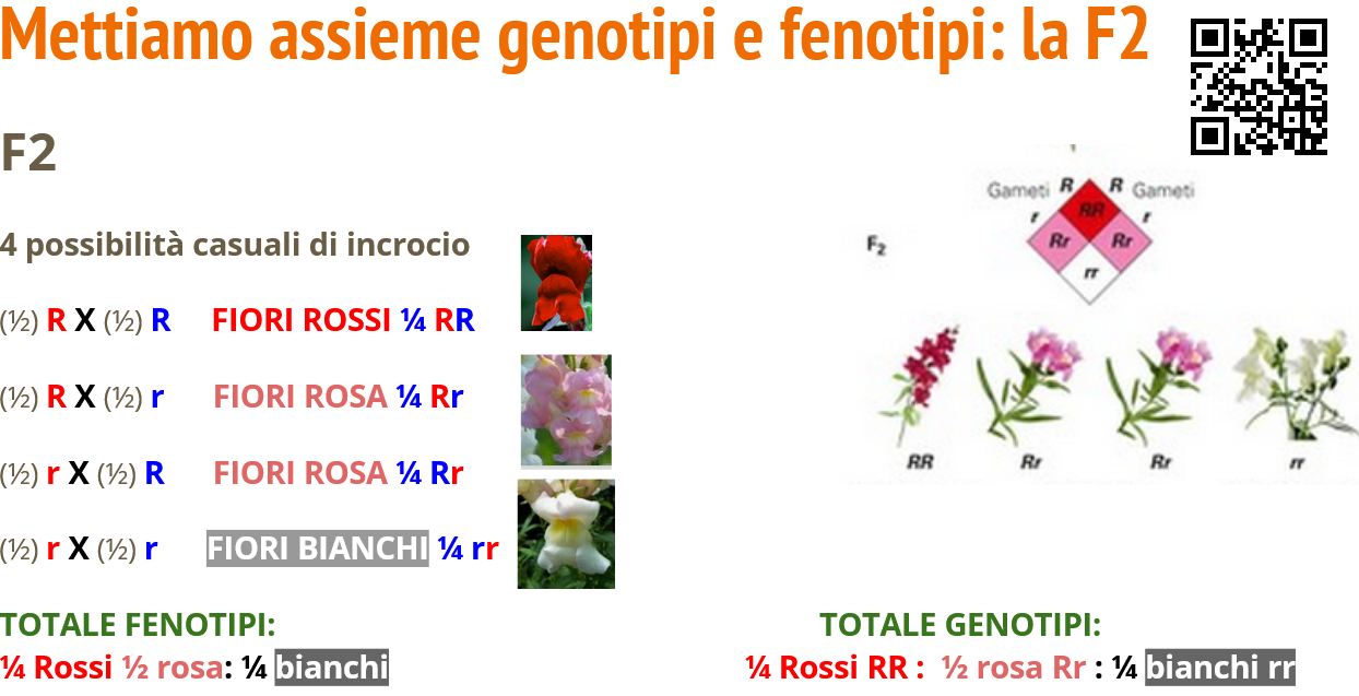 la F2 dei fiori della Bocca di Leone a dominanza incompleta, rapporti genotipici e fenotipici