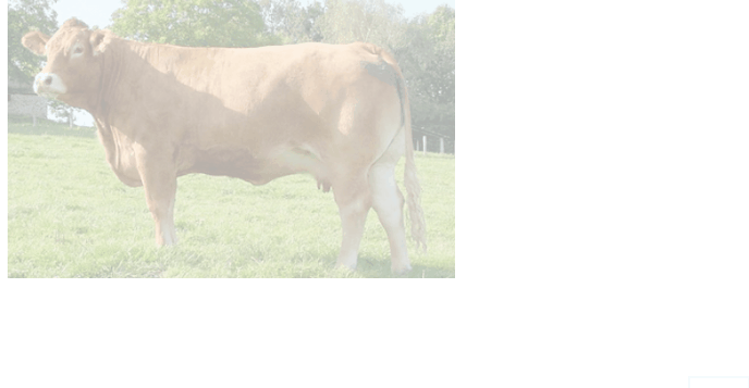 i fenotipi del manto delle mucche Shorthorn