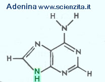 adenina