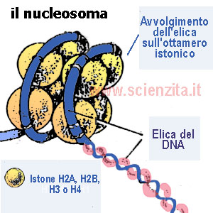 il nucleosoma