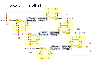 il doppio filamento