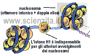 l'istone H1