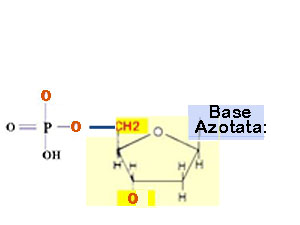 nucleotide generico