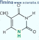 timina