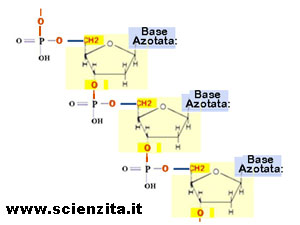 un qualunque trinucleotide