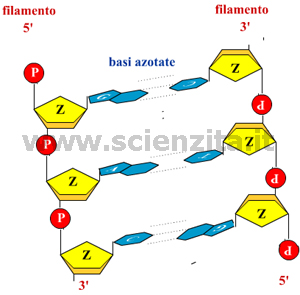 trinucleotide stilizzato